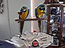 DSC00936.JPG